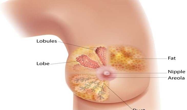 Service Provider of Breast Cancer Treatment in New Delhi, Delhi, India.